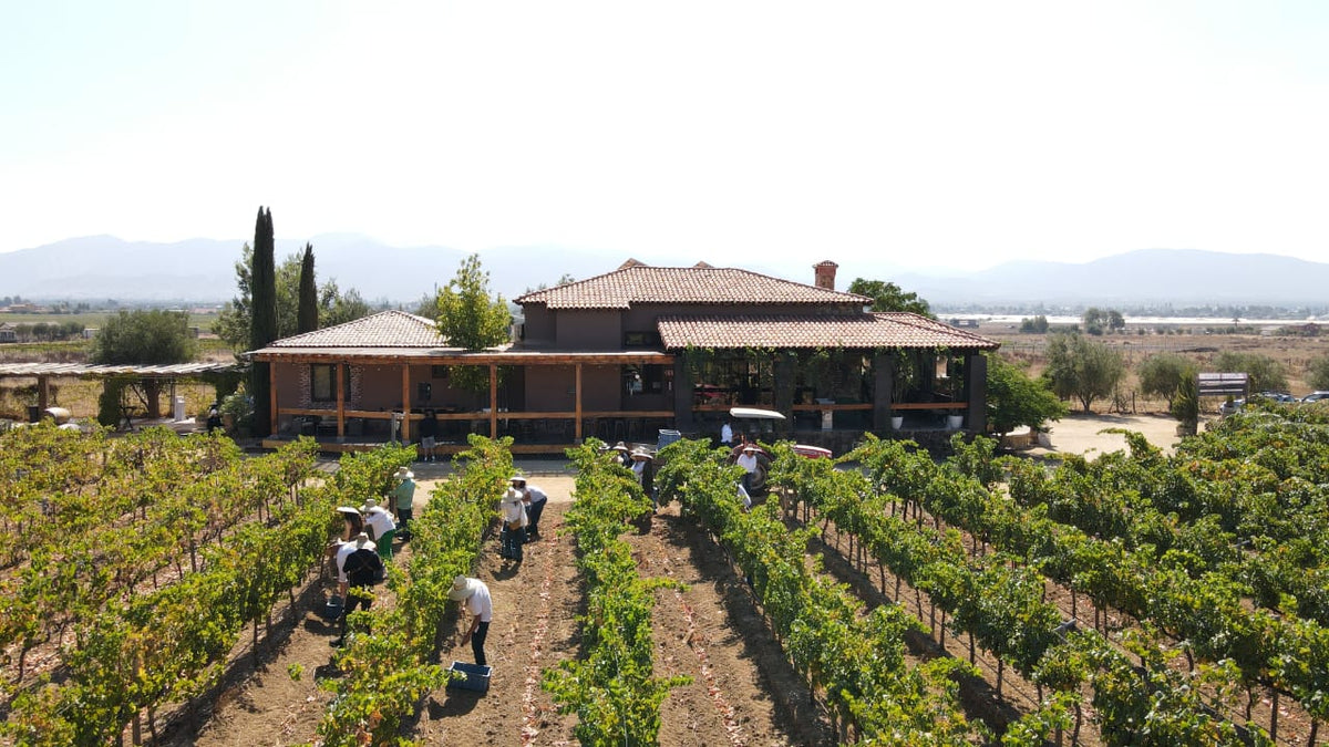 How to Plan a Valle de Guadalupe Wine Tour | 2026 Guide