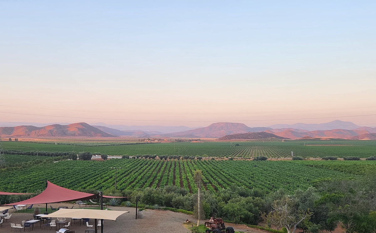 Best Wineries in Valle de Guadalupe: A Local Guide