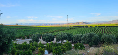 Discover Baja's Original Wine Route