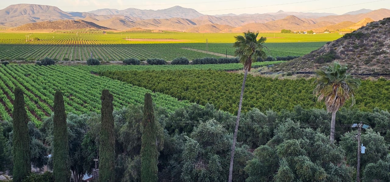 Discover Baja's Original Wine Route