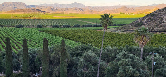 Discover Baja's Original Wine Route