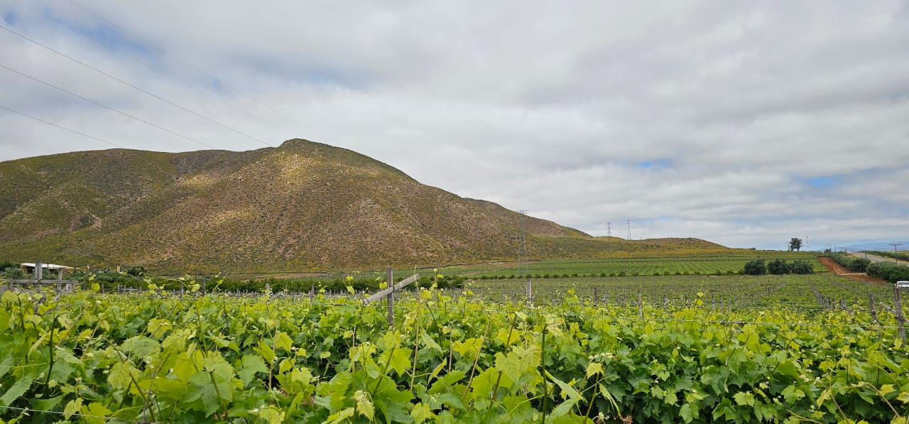 Discover Baja's Original Wine Route