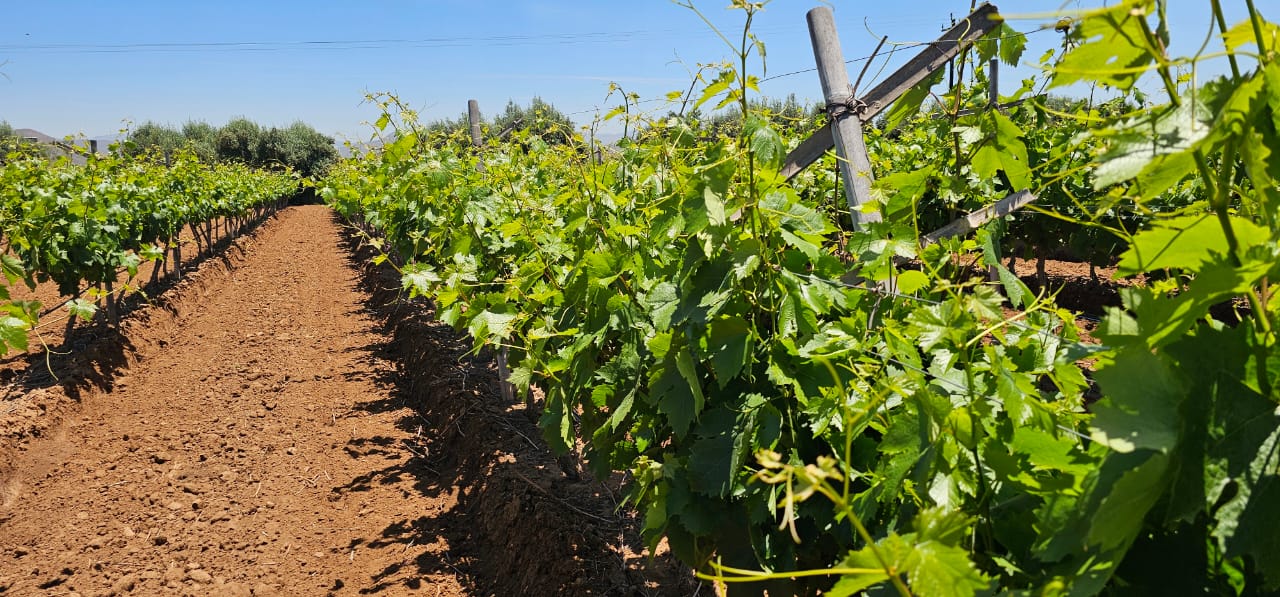 Valle de Guadalupe Wine Route 🍇🍷🍽️ 🚗