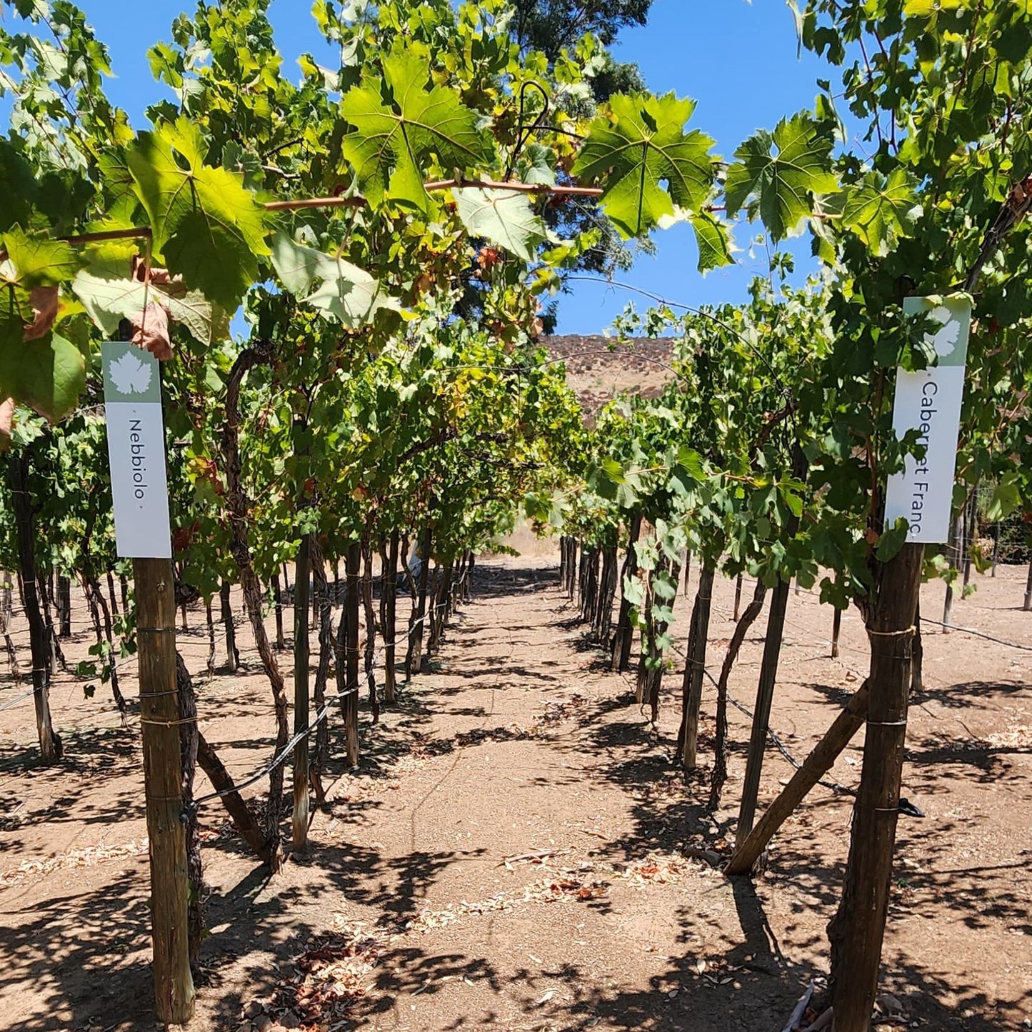 Discover Baja's Original Wine Route